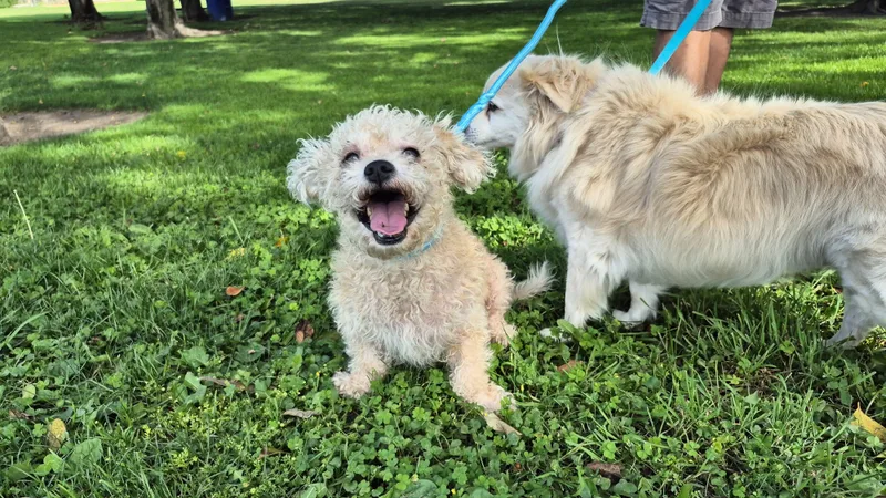A young small-sized male White / Cream Miniature Poodle dog named Snowflake for adoption in Manhattan Beach, CA