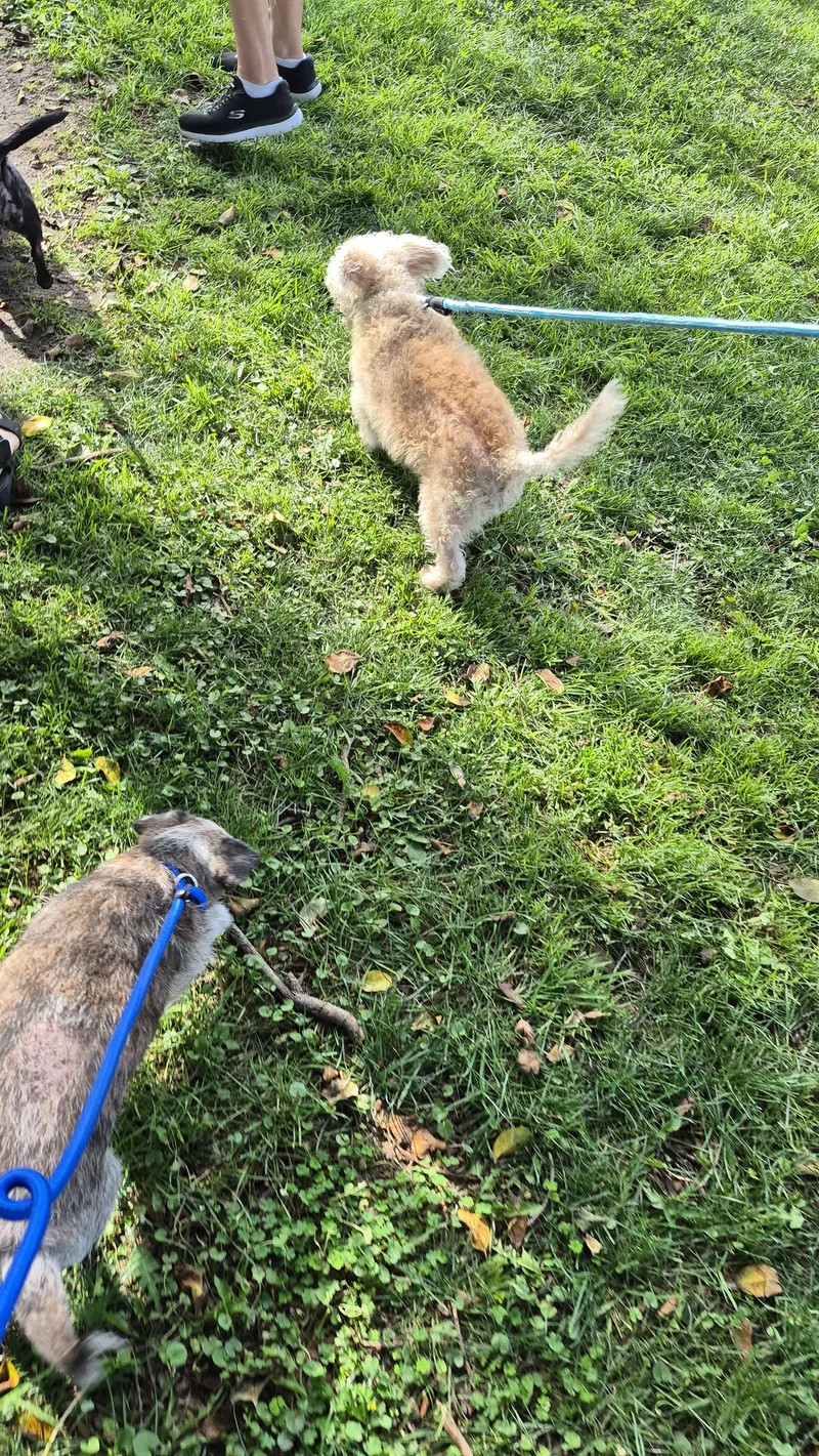 Snowflake thumbnail 2