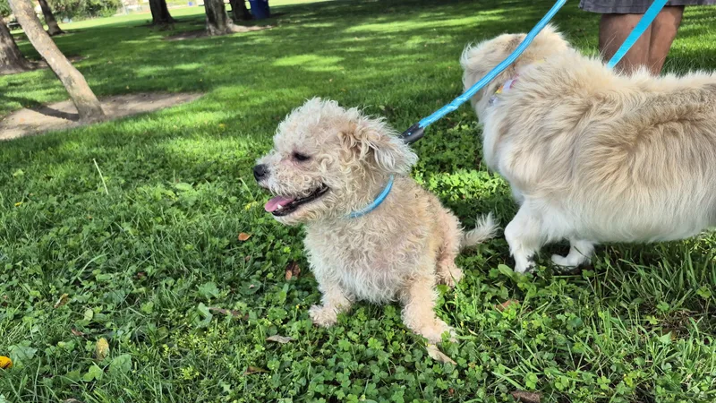 Snowflake thumbnail 4