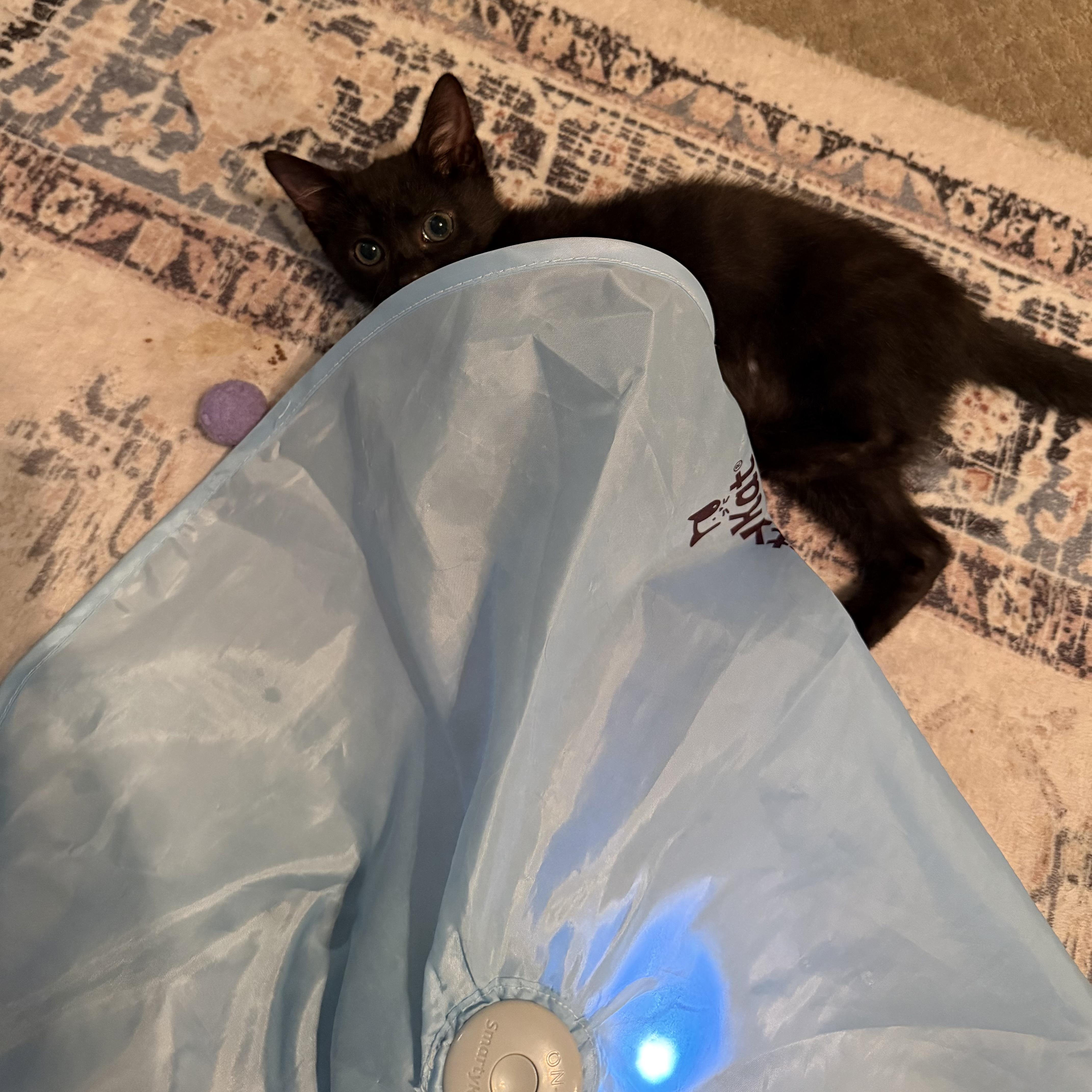 A baby small-sized female Black Domestic Short Hair cat named Cider for adoption in Murfreesboro, TN