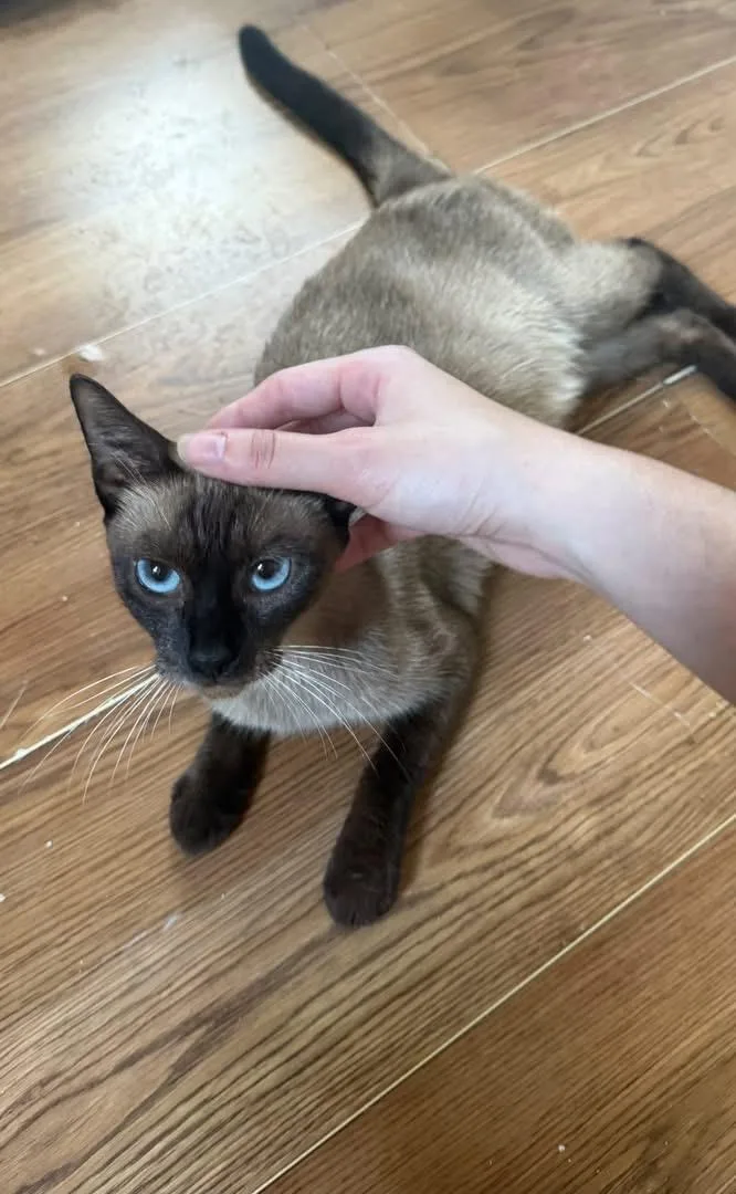 A young medium-sized female Chocolate Point Siamese cat named Wisteria for adoption in Bradenton, FL
