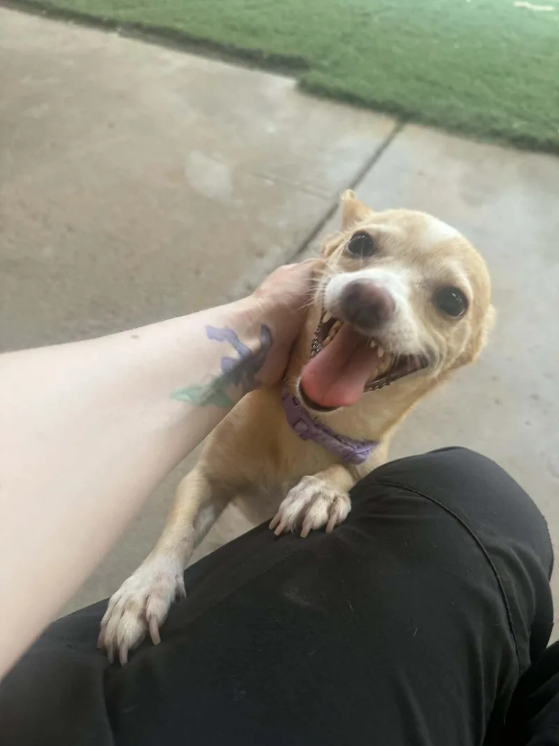 An adult small-sized female Apricot / Beige Chihuahua dog named Yuzu for adoption in PHOENIX, AZ