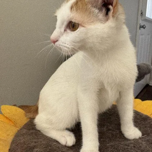 A baby small-sized female Flame Point Domestic Short Hair cat named Olivia for adoption in Paulina, LA