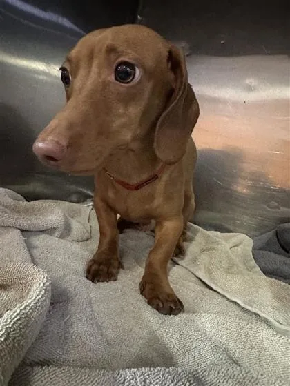 A baby small-sized male Brown / Chocolate Dachshund dog named 61381393 for adoption in El Paso, TX