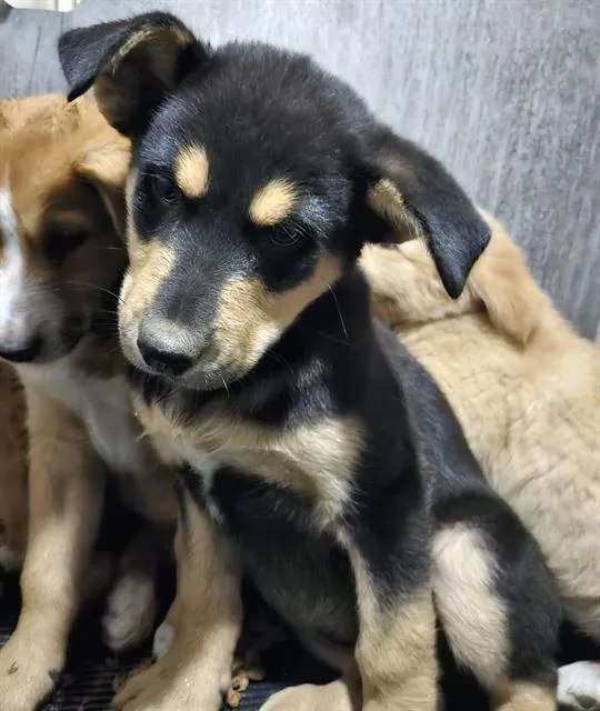 A baby small-sized male Labrador Retriever dog named Butler for adoption in San Antonio, TX