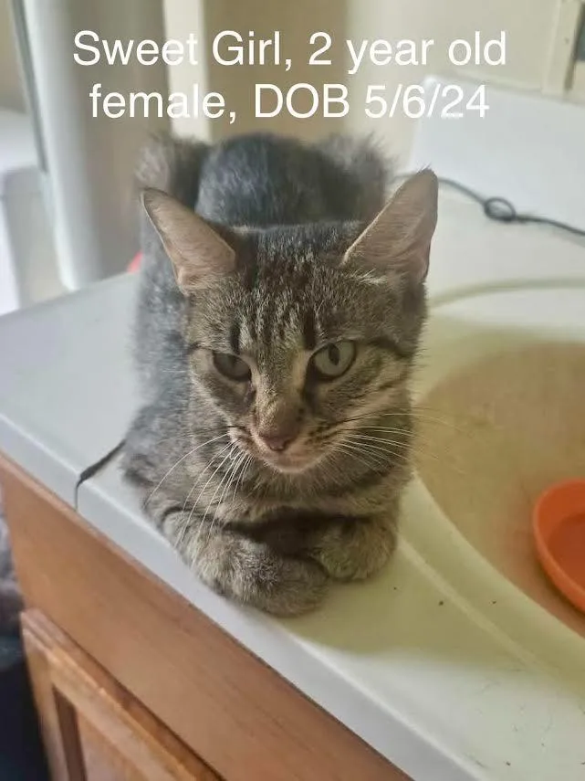 A young small-sized female Domestic Short Hair cat named Sweet Girl for adoption in Glenfield, NY