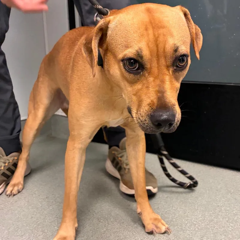 A young medium-sized female Yellow / Tan / Blond / Fawn Terrier dog named Queenie for adoption in Abilene, TX