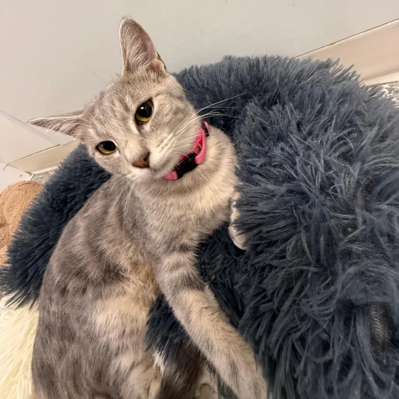 A young medium-sized female Gray / Blue / Silver Domestic Short Hair cat named Phyllis for adoption in Carroll, IA