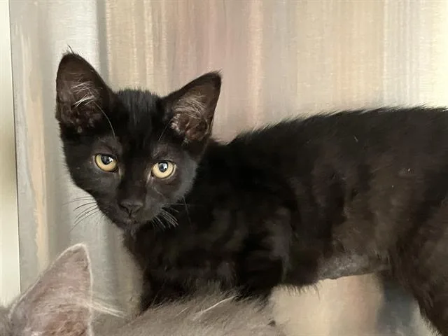 A baby small-sized female Domestic Short Hair cat named Bailey for adoption in Tustin, CA
