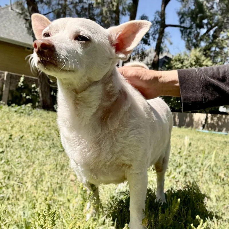 A senior small-sized male White / Cream Chihuahua dog named Jetson for adoption in San Francisco, CA