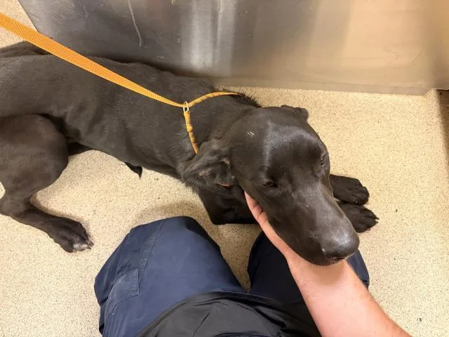 A young large-sized male Great Dane dog named Ash for adoption in Riverside, CA