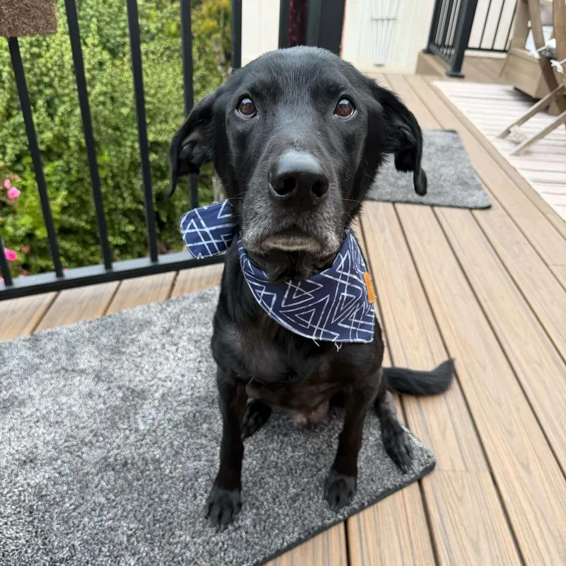 A senior large-sized male Black Labrador Retriever dog named Max for adoption in San Diego, CA