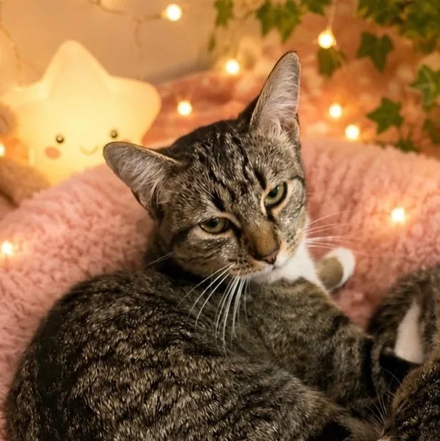 A young medium-sized female Domestic Short Hair cat named Lily for adoption in Richmond, VA