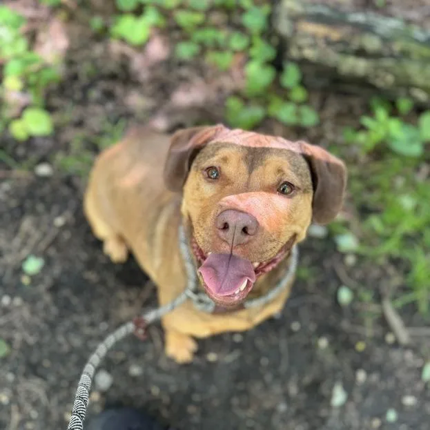 An adult large-sized female Red / Chestnut / Orange Labrador Retriever dog named Mable for adoption in Weimar, CA