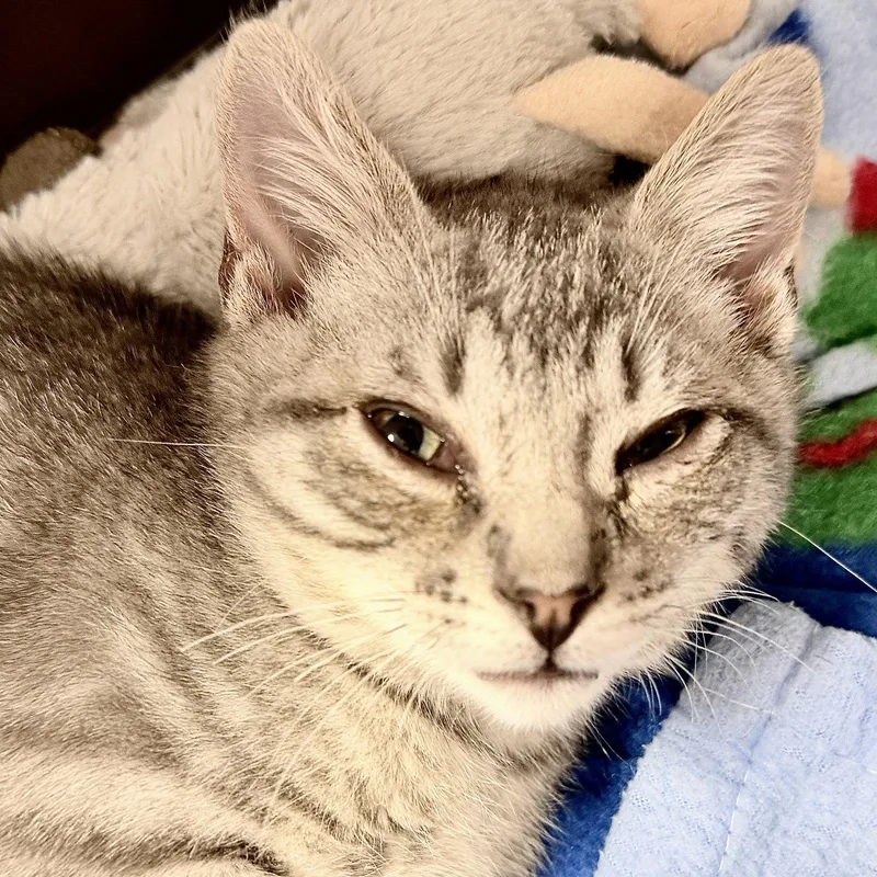 A baby small-sized male Domestic Short Hair cat named Trinity for adoption in Oakland, CA