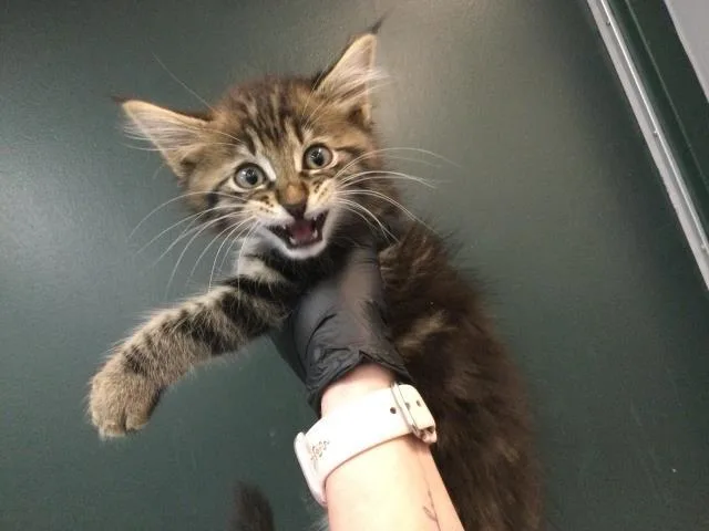 A baby small-sized male Domestic Short Hair cat named Smidge for adoption in Thousand Palms, CA