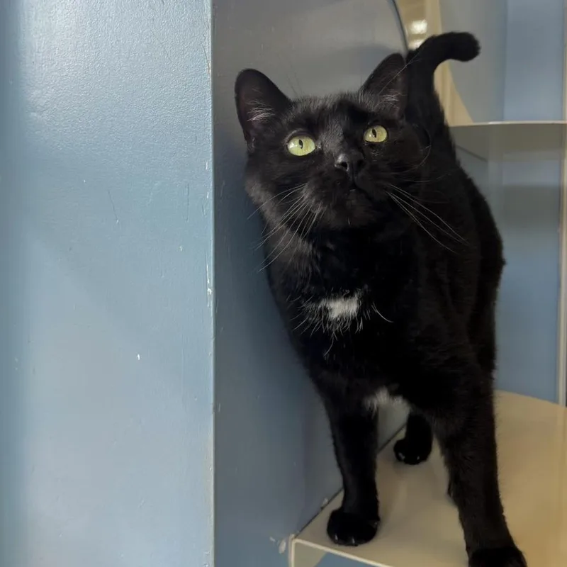 Miss Ivy thumbnail 2