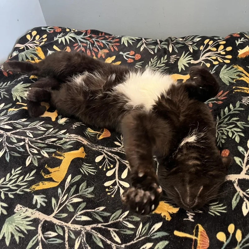 Miss Ivy thumbnail 3