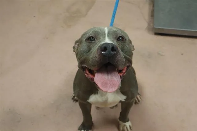 A young medium-sized female Mixed Breed dog named Helena for adoption in Columbia, SC