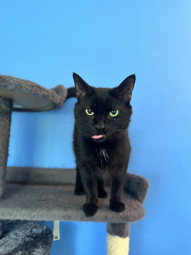 An adult medium-sized male Black Domestic Short Hair cat named KitKat for adoption in Herndon, VA