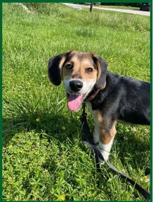 A baby medium-sized female Beagle dog named Tilly for adoption in Newport, KY