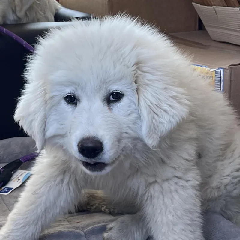 An adult large-sized female White / Cream Great Pyrenees dog named Bachi for adoption in Dallas, TX