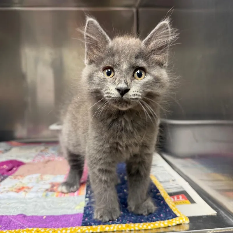 A baby small-sized male Gray / Blue / Silver Domestic Medium Hair cat named Shivers for adoption in Bryan, TX