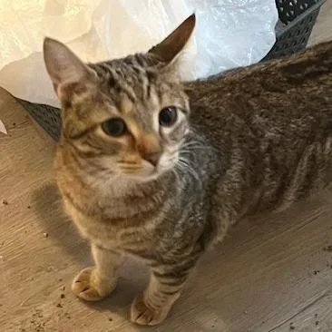 A young medium-sized female Brown / Chocolate Domestic Short Hair cat named Gamora for adoption in Atlanta, GA