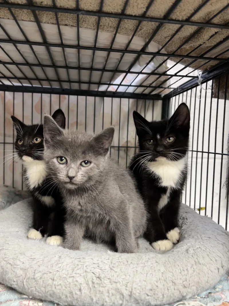 A baby large-sized female Chartreux cat named The girls! for adoption in Ringwood, NJ