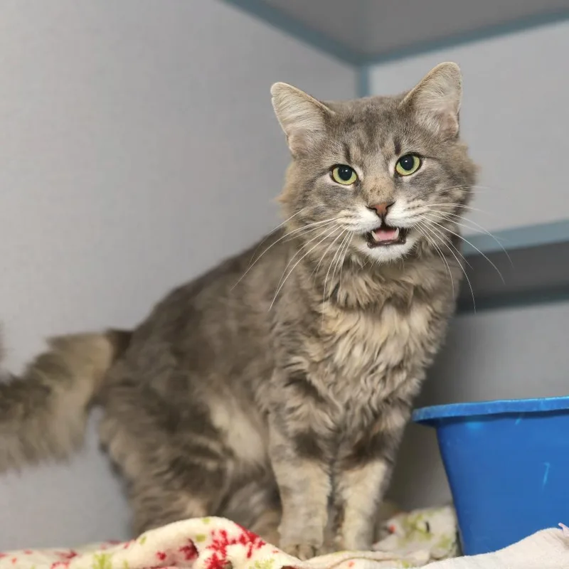 An adult large-sized male Gray / Blue / Silver Domestic Medium Hair cat named Vapor for adoption in Evansville, IN