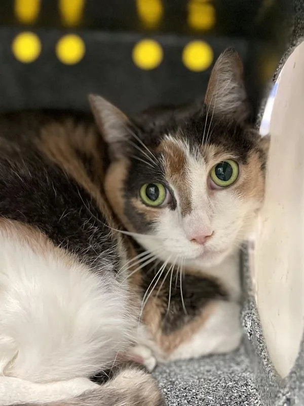 An adult small-sized female Domestic Short Hair cat named Sweet Pea for adoption in Austin, TX
