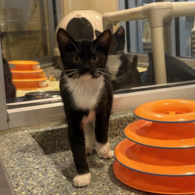 A baby medium-sized female Black Domestic Short Hair cat named Libby for adoption in Charleston, SC