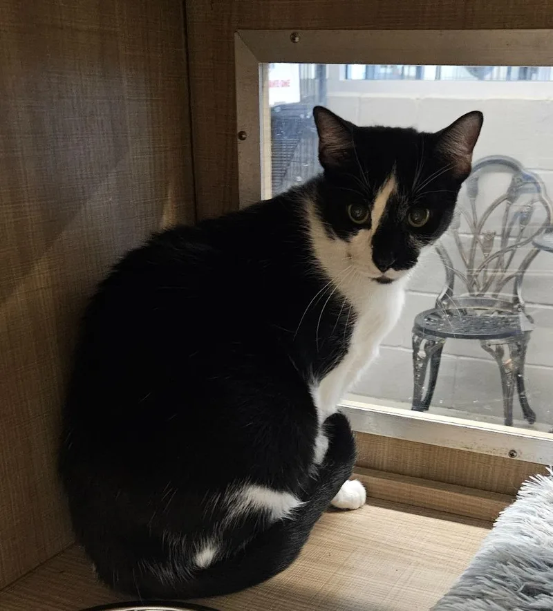 An adult large-sized male Domestic Short Hair cat named Funyun for adoption in Bossier City, LA