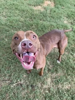 An adult medium-sized female Pit Bull Terrier dog named Lola for adoption in Atlanta, GA