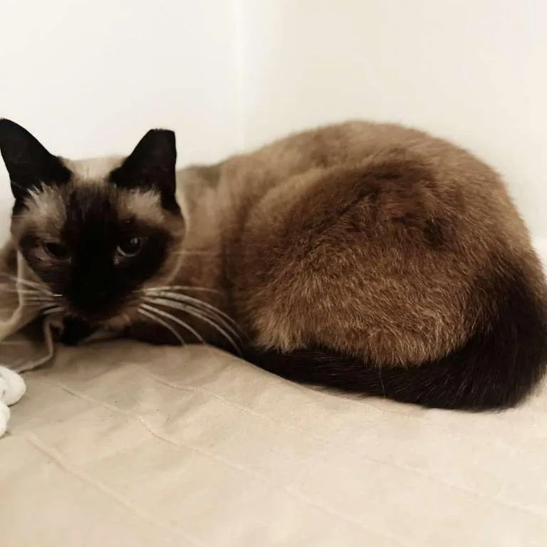 An adult medium-sized female Black Domestic Short Hair cat named Minina for adoption in Hamburg, NY
