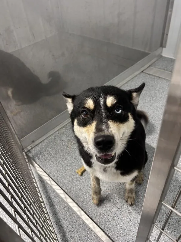 A young medium-sized female Tricolor (Brown, Black, & White) Husky dog named Ivy for adoption in bellefontaine, OH