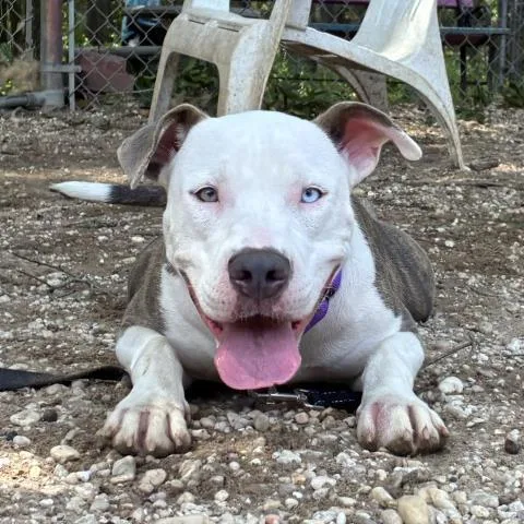 A young large-sized female Mixed Breed dog named Pupperoni for adoption in Pensacola, FL
