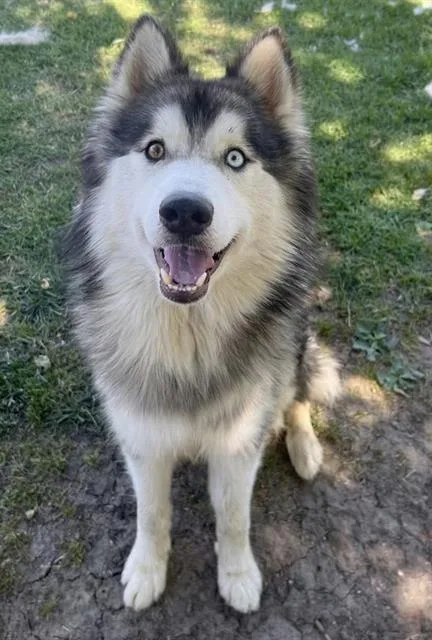 A young medium-sized male Alaskan Malamute dog named Kodiak for adoption in Riverside, CA