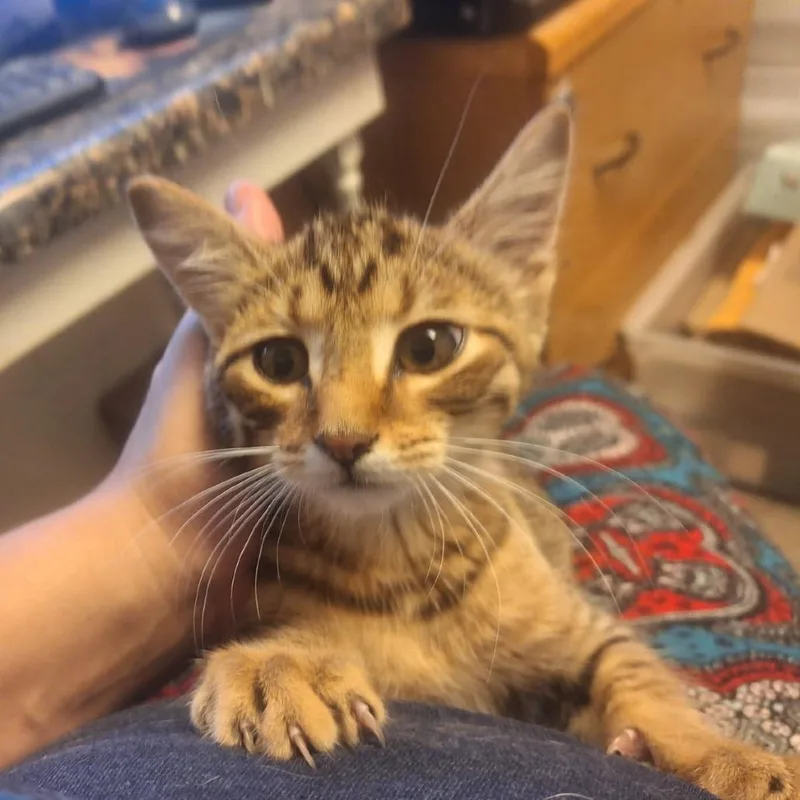 A baby small-sized female Brown / Chocolate Domestic Short Hair cat named Merlot for adoption in Albert Lea, MN