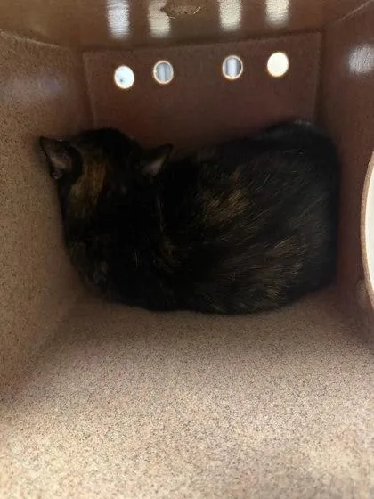 An adult medium-sized female Domestic Short Hair cat named Vanessa for adoption in Washington, DC