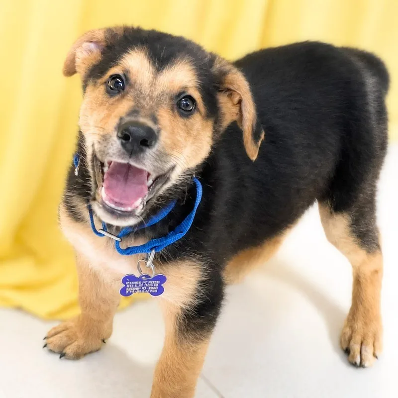 A baby small-sized male Black Shepherd dog named Diesel for adoption in Boerne, TX