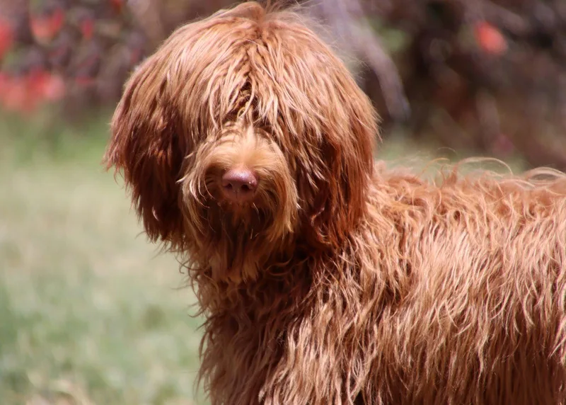 A young medium-sized female Golden Retriever dog named Rylee for adoption in Glendale, AZ