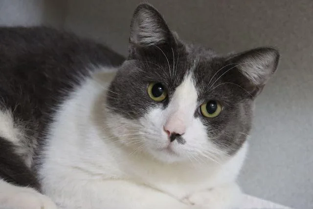 A young small-sized male Domestic Short Hair cat named Baxter for adoption in Tucson, AZ