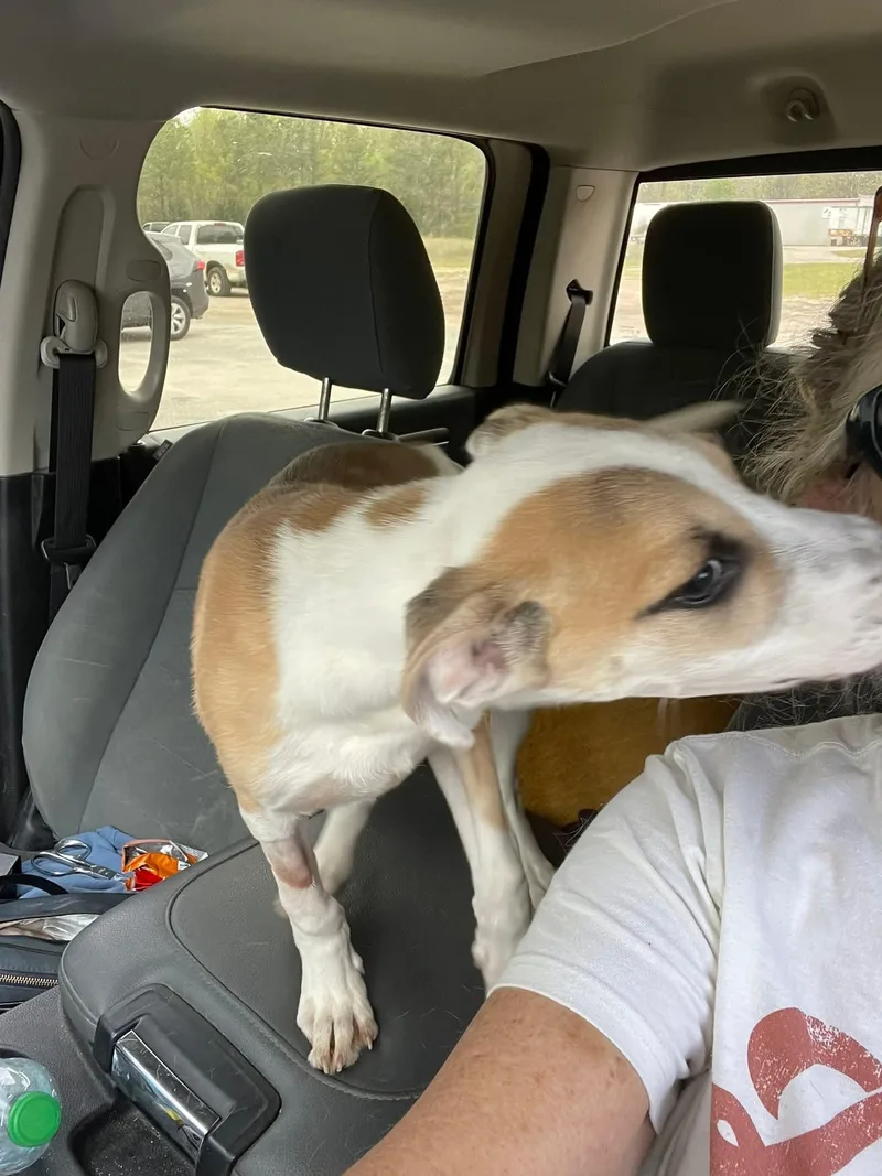 Turbo Boy thumbnail 2