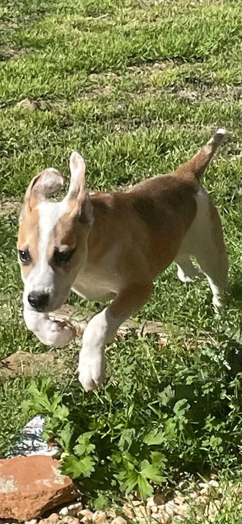 Turbo Boy thumbnail 3