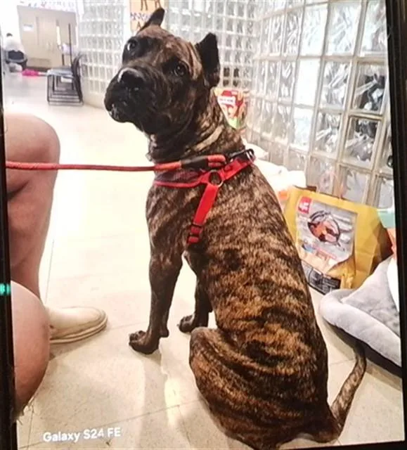 A young medium-sized female Mastiff dog named Beth Dutton for adoption in Huntsville, AL