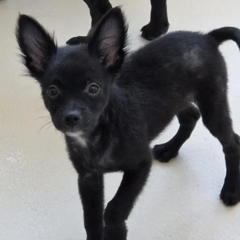 A baby small-sized male Chihuahua dog named Tangerine for adoption in Dandridge, TN