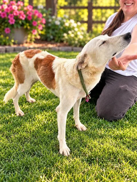 An adult medium-sized female Australian Shepherd dog named Blossom for adoption in Redwood City, CA