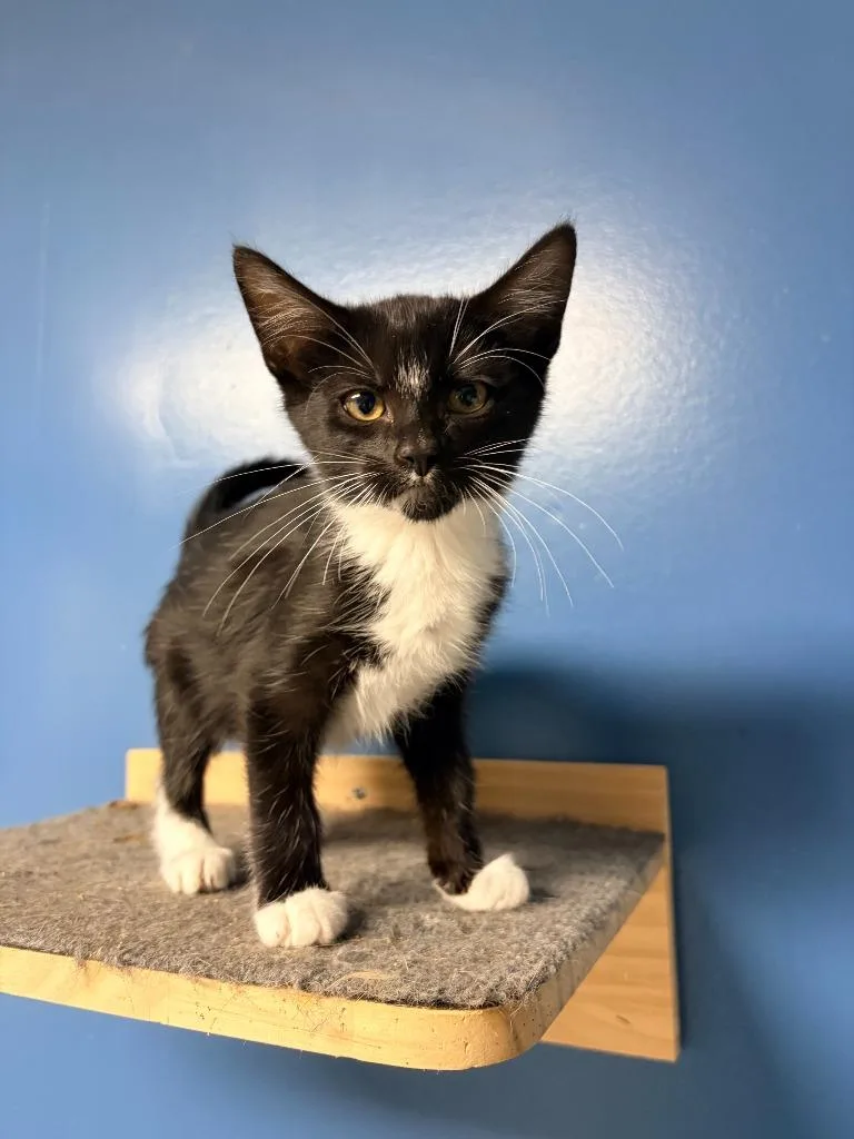 A baby medium-sized female Domestic Short Hair cat named Dahlia for adoption in Batesville, AR