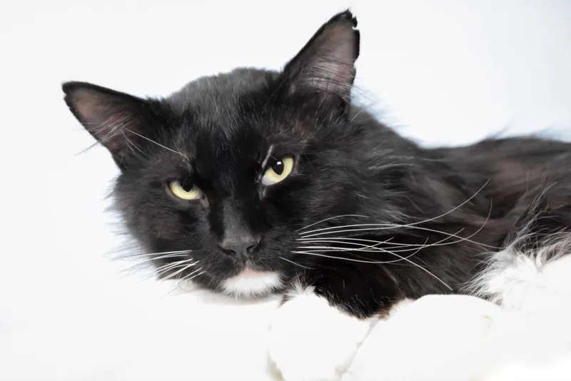 A young large-sized male Domestic Short Hair cat named Milo for adoption in Loveland, CO